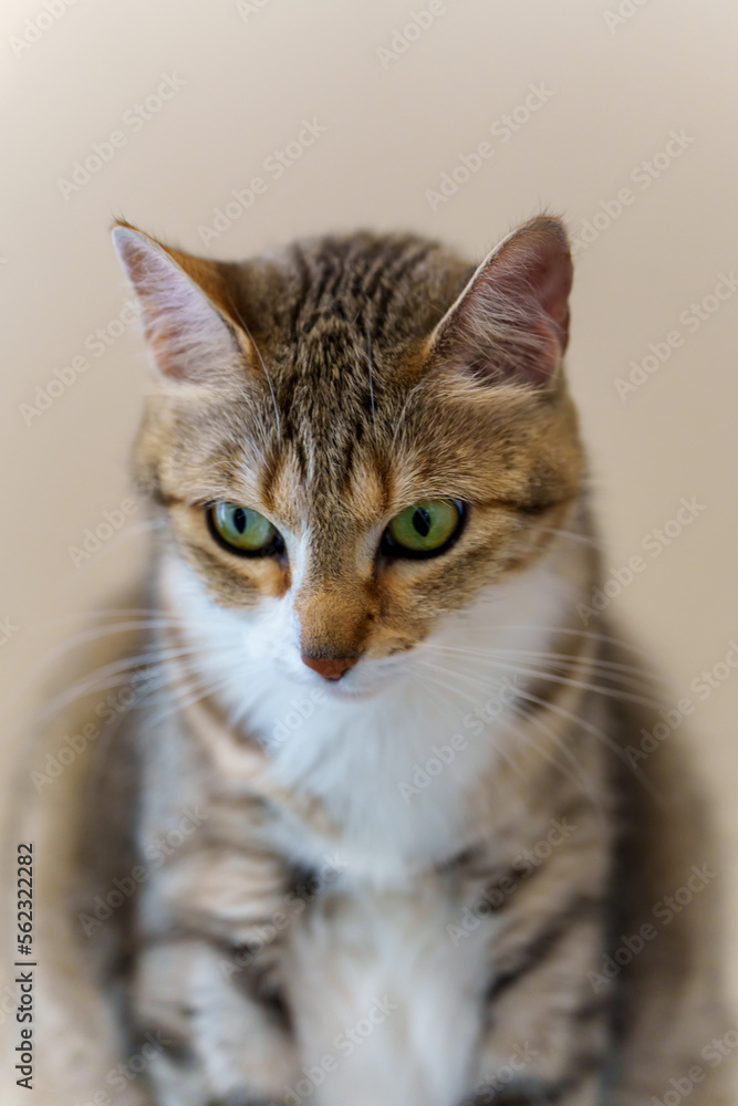 Closeup portrait of a cat. Selective focus. 