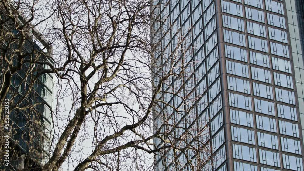 Tree Branches and the Business Tower Building Tree Branches and the Business Tower Building