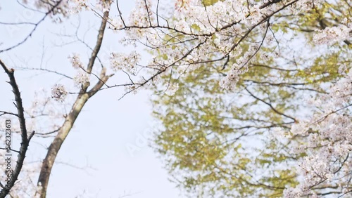 Wallpaper Mural 満開の桜　花見 Torontodigital.ca