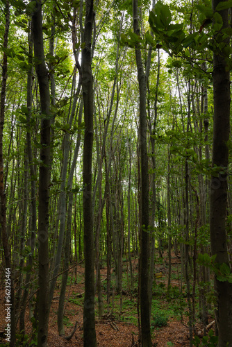 Tall trees in a forest vertical photo. Carbon net zero background photo