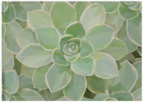 Low Poly Illustration of a Green Succulent