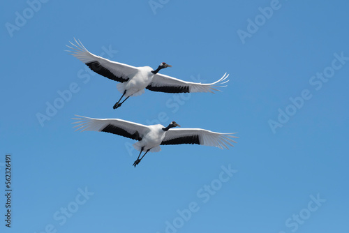 Pair of red-crowned cranes flying