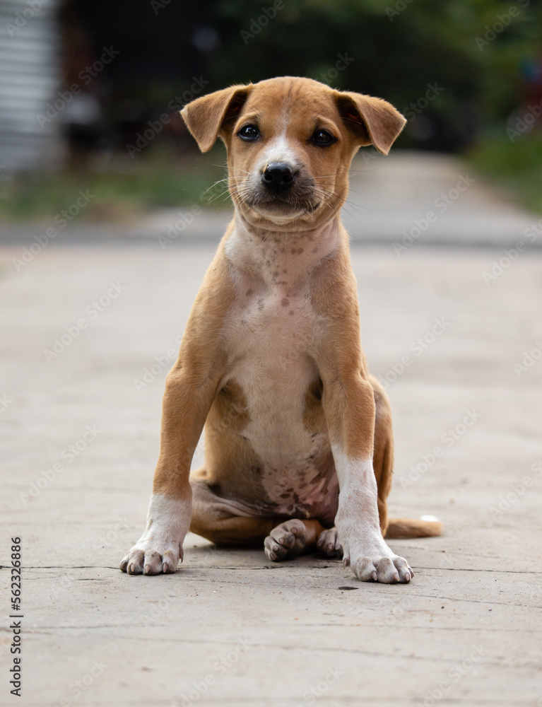 Roadside street puppy Roadside street puppy