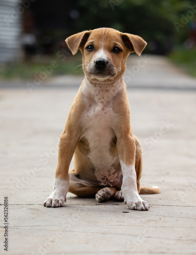 Roadside street puppy