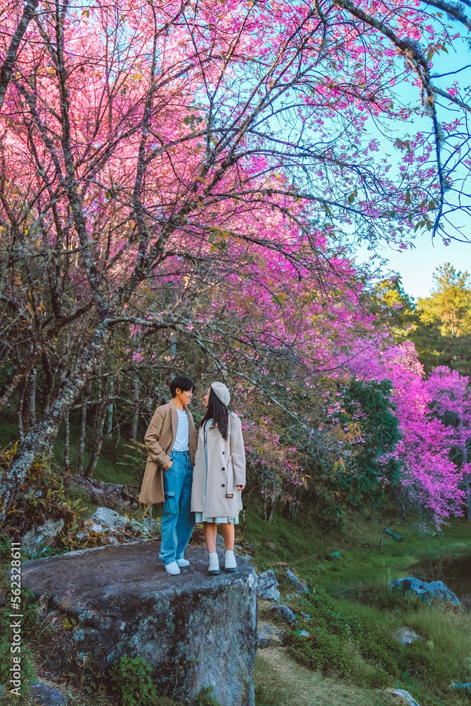 Couple Relaxing in the tree area of Springtime Sakura Flower , Cherry Blossom Nang Phaya Sua Krong flower at , Chiang Mai, Thailand Couple Relaxing in the tree area of Springtime Sakura Flower , Cherry Blossom Nang Phaya Sua Krong flower at , Chiang Mai, Thailand