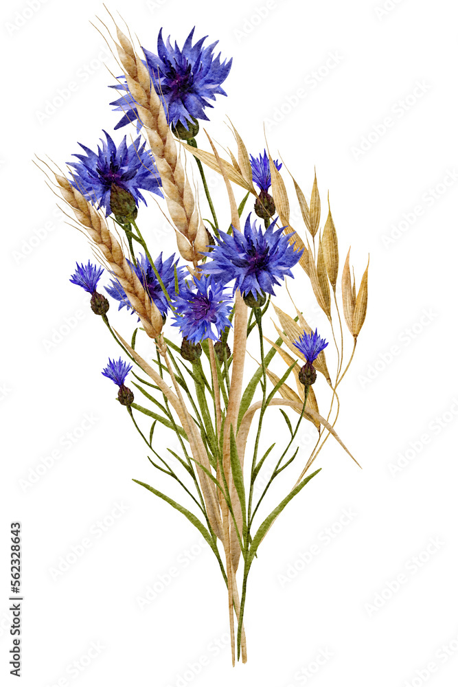 Naklejka premium Watercolor wild flowers blue cornflowers and wheat sprouts spikelets.Composition of wild flowers on a white background. High quality illustration