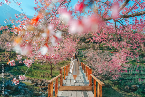 Relaxing in the tree area of Springtime Sakura Flower , Cherry Blossom Nang Phaya Sua Krong flower at , Chiang Mai, Thailand photo