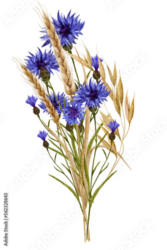 Watercolor wild flowers blue cornflowers and wheat sprouts spikelets.Composition of wild flowers on a white background. High quality illustration