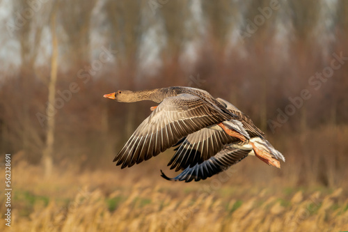 Greylag Goose (Anser anser)  in flight. Gelderland in the Netherlands.                    © Albert Beukhof