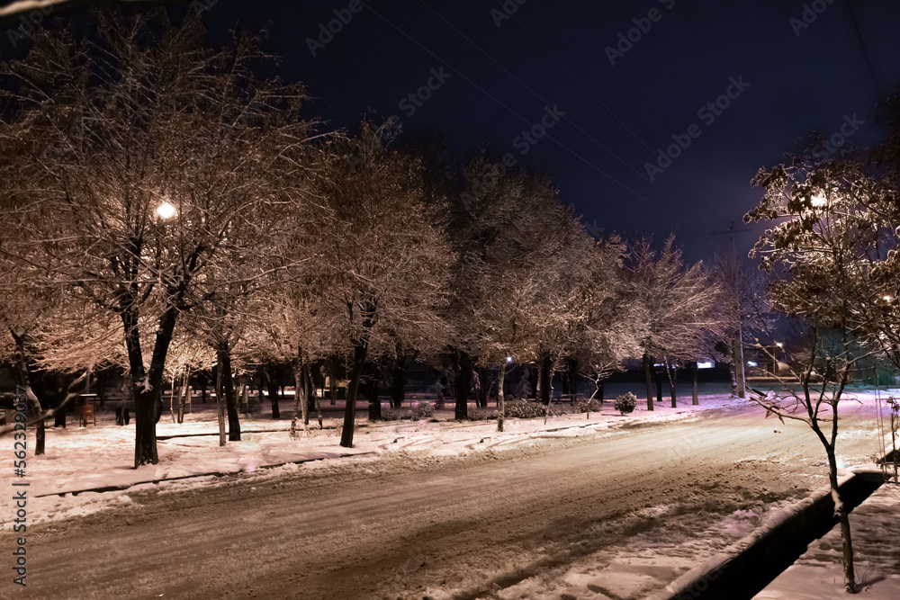 snow covered trees in park