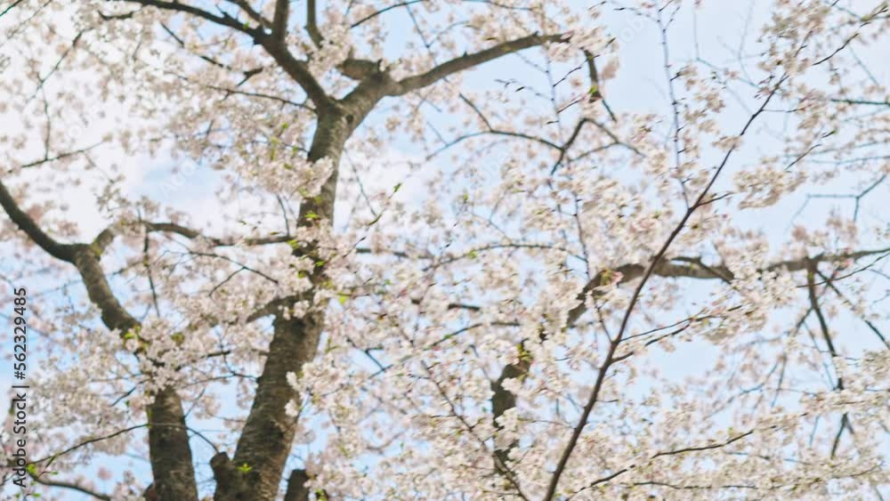 満開の桜 花見 満開の桜 花見