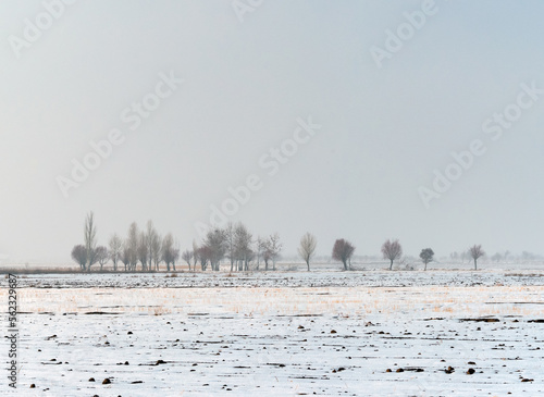 ducks on the snow