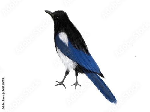 Magpie bird. Watercolor close up illustration. Hand drawn realistic pica pica avian. Common eurasian magpie on a tree branch. Wildlife single forest bird isolated on white background 