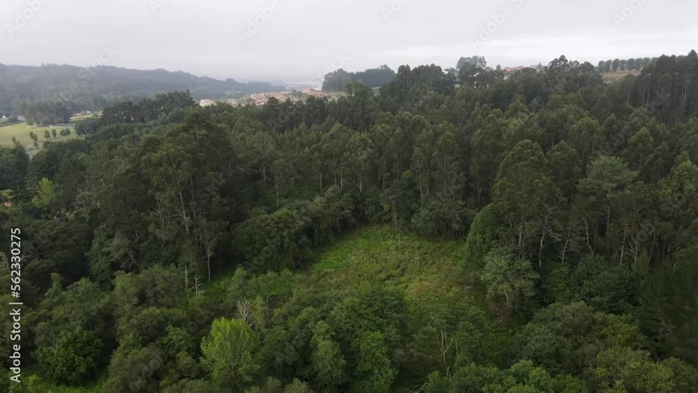 Flying over treetops of a deep green forest in a cloudy day (Galicia, Spain). Panoramic view of natural landscape