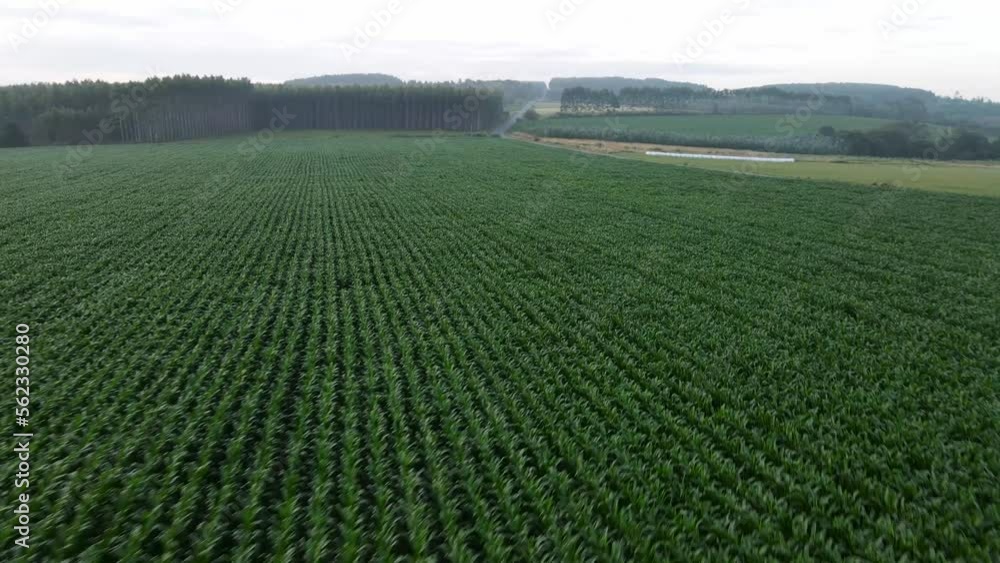 Panoramic aerial flight over rows of green corn field in Galicia, Santiago. Maize plantation with green foliage cultivated in countryside. Beautiful agricultural landscape. Panoramic aerial flight over rows of green corn field in Galicia, Santiago. Maize plantation with green foliage cultivated in countryside. Beautiful agricultural landscape.