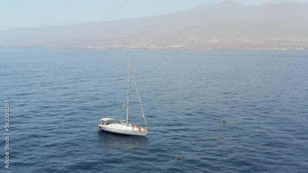 Pilot Whales with white sail yacht and Tenerife island in background, aerial Pilot Whales with white sail yacht and Tenerife island in background, aerial