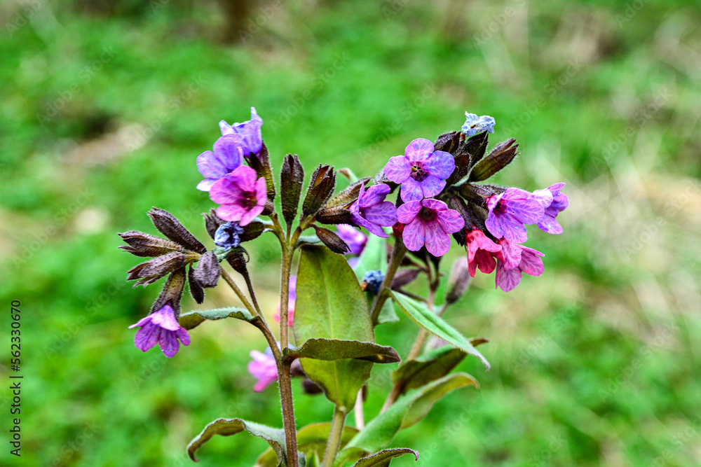 Flower Pulmonaria mollis in the spring forest Flower Pulmonaria mollis in the spring forest