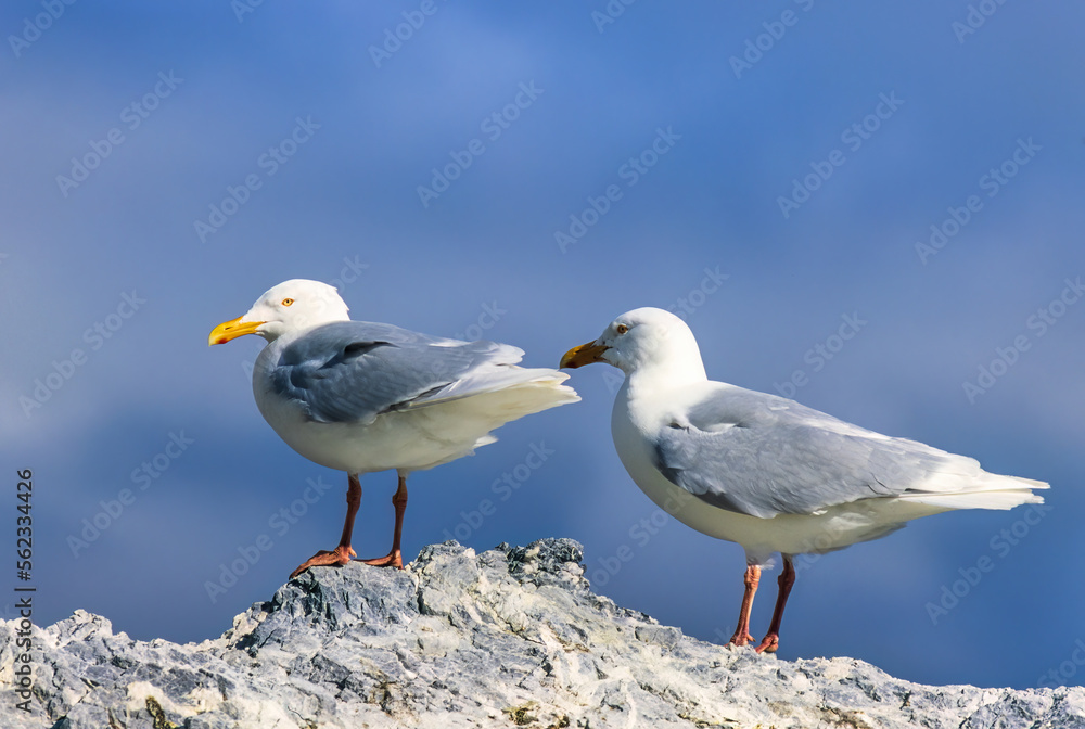 Two Glaucous gulls in the arctic region Two Glaucous gulls in the arctic region