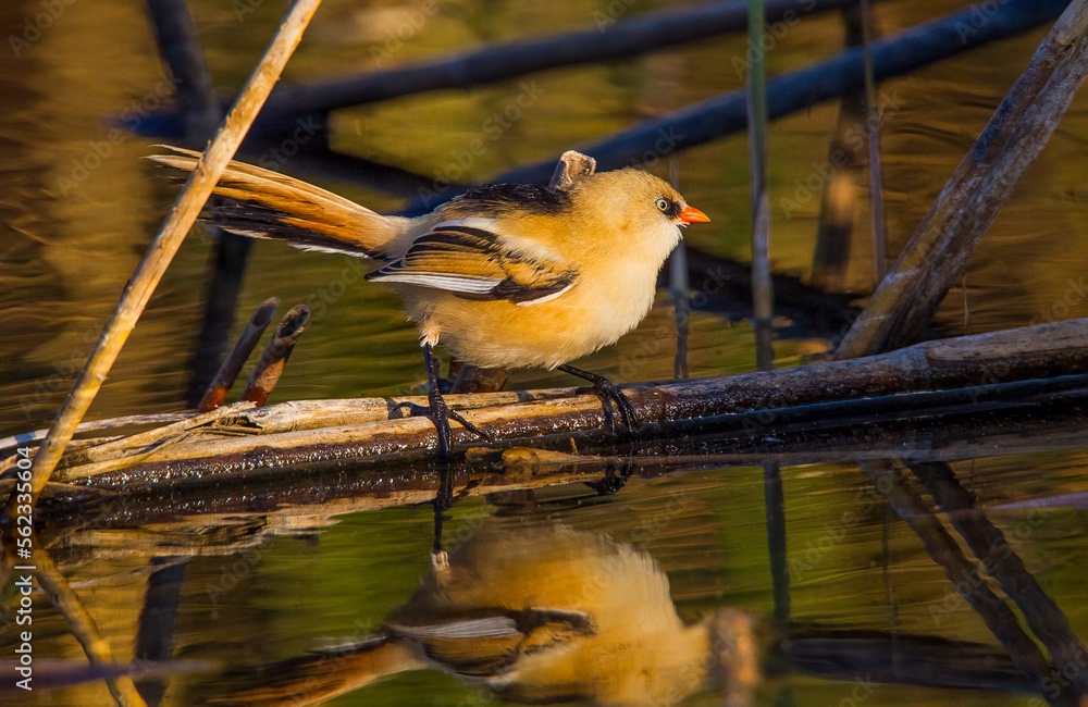 Bearded Reedling (Panurus biarmicus). Their length is 14-15.5 cm and ...