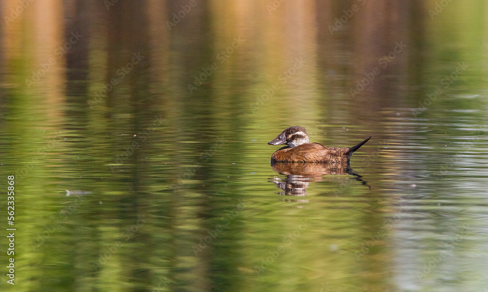 Fototapeta premium White headed Duck (Oxyura leucocephala) is one of the upright ducks.In Turkey, many live in wetland areas.