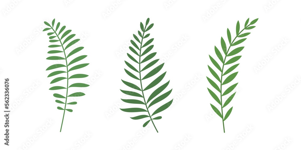 Fototapeta premium Collection of fern isolated for organic design element