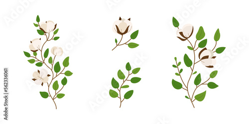 Set of cotton flower illustration for nature design element