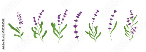 Set of lavender flower illustration