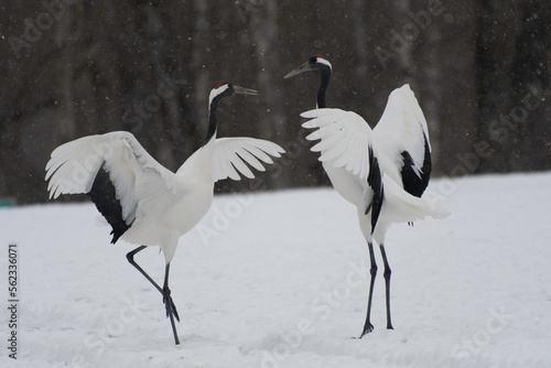Pair of red-crowned cranes dancing