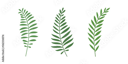 Collection of fern isolated for organic design element