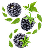 Blackberry. Fresh organic blackberry isolated on white background. Blackberry macro