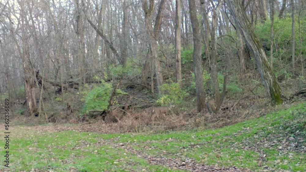 Whitetail deer buck walking into the woods, disappears among the shrubs; Midwest in early autumn; concepts wildlife management and hunting