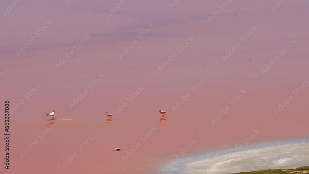 Andean Flamingos Flying in Salt Flats of Bolivia Above Red Lake of the Andes South America Natural, Unpolluted Animal Wildlife Andean Flamingos Flying in Salt Flats of Bolivia Above Red Lake of the Andes South America Natural, Unpolluted Animal Wildlife