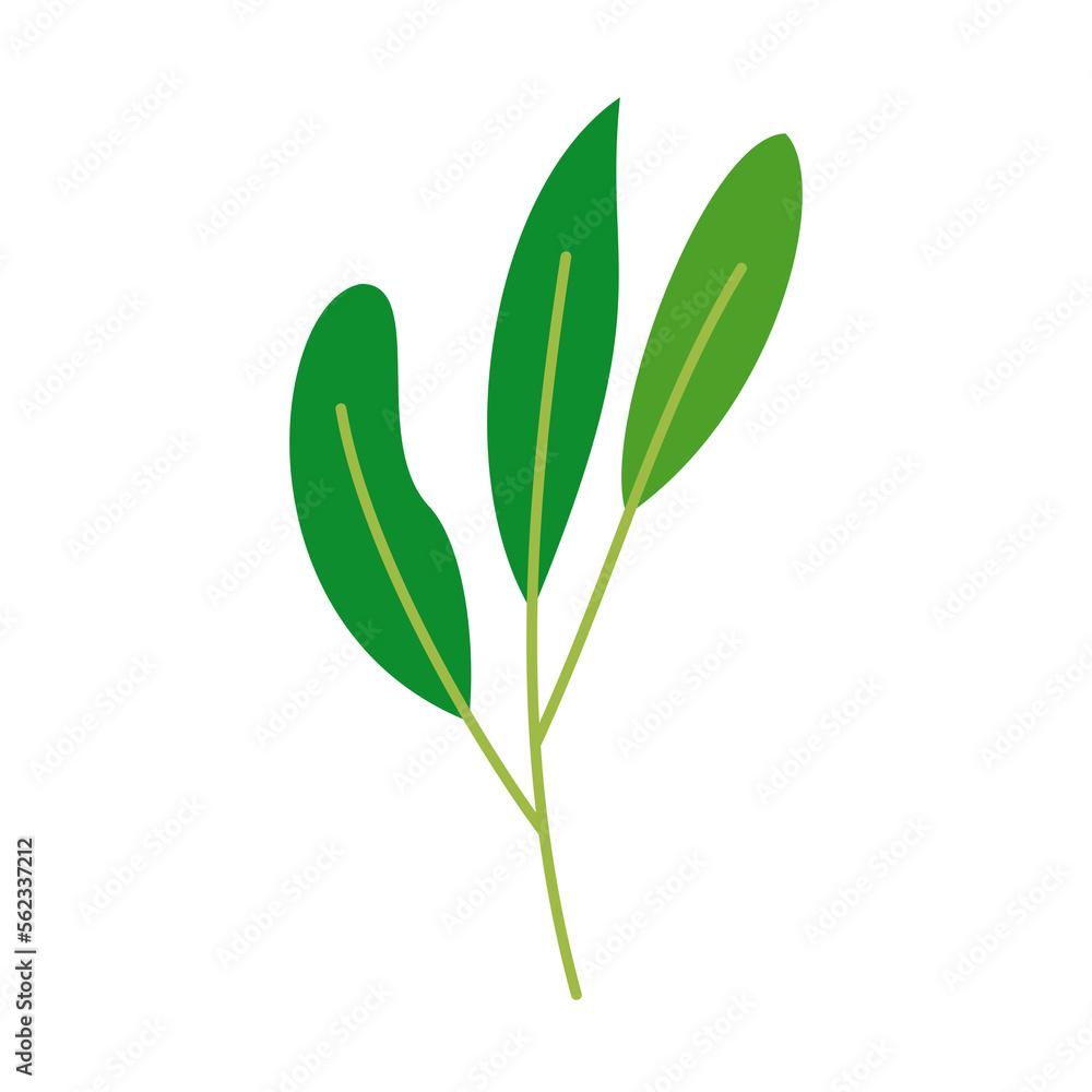 eucalyptus leaf isolated