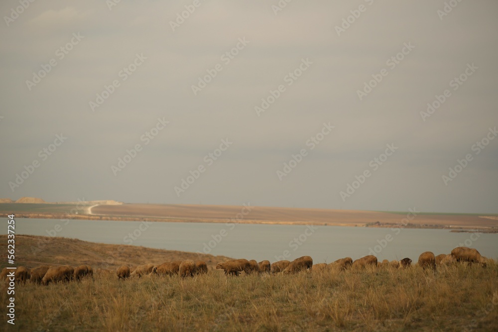 flocks of beautiful domestic sheep grazing in a large field, a beautiful view of the lake