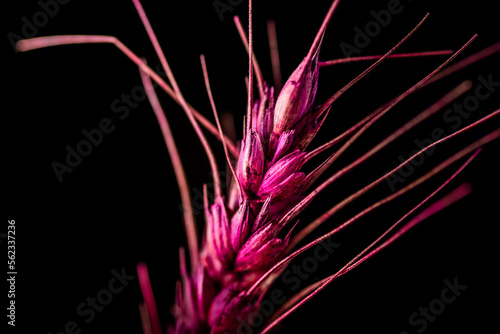 A piece of wheat that has been painted red for a floral display against a black background