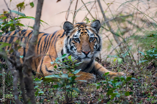 Close up of the face of a tiger in the forest with use of selective focus