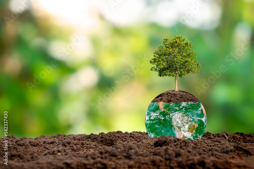 earth day concept or environment day concept tree growing on the ground. Elements of this image furnished by NASA.