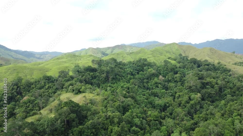 High angle view tropical forest High angle view tropical forest