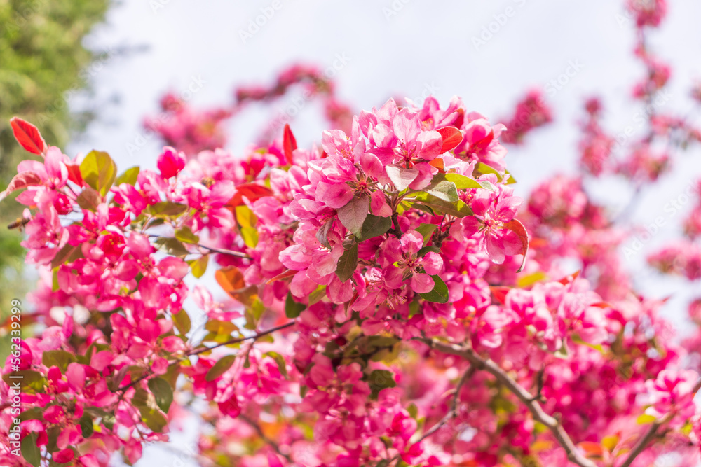 Blooming apple tree close-up. Spring,holiday Blooming apple tree close-up. Spring,holiday