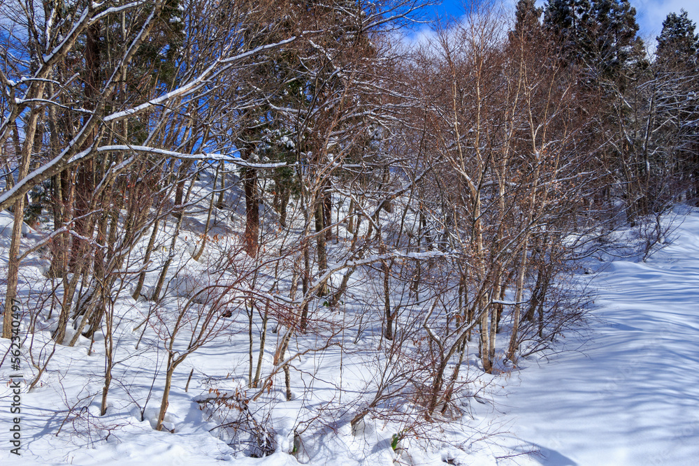 Fototapeta premium 青空と雪山 冬の森林