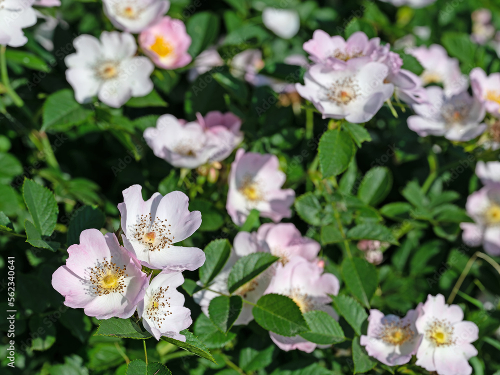 Blühende Hagebutten, Rosa canina, im Frühling Blühende Hagebutten, Rosa canina, im Frühling
