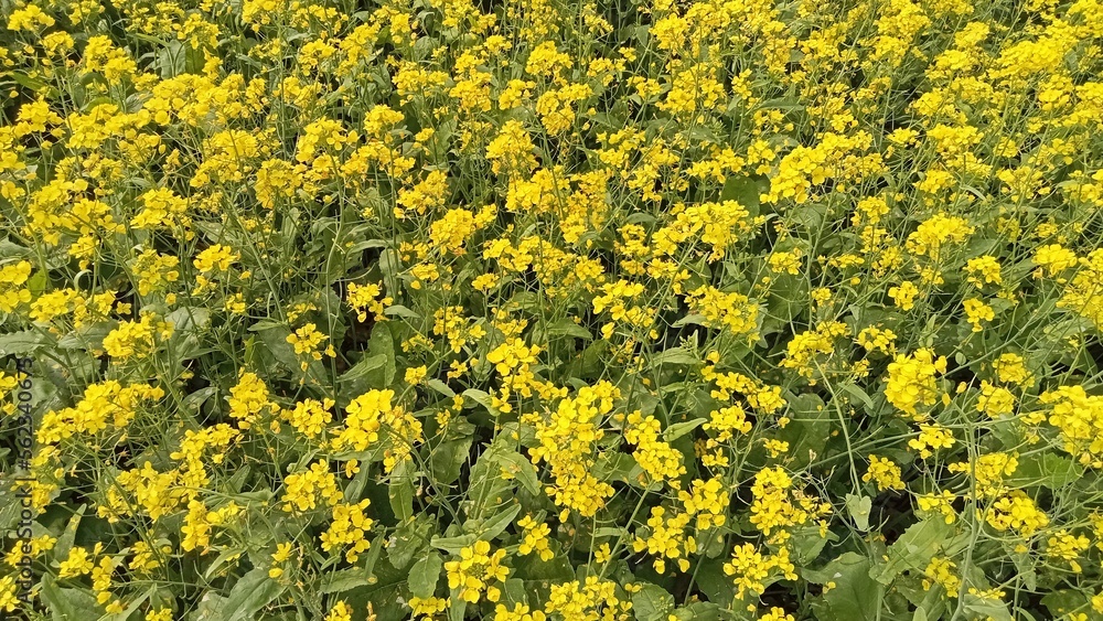 yellow flowers background yellow flowers background
