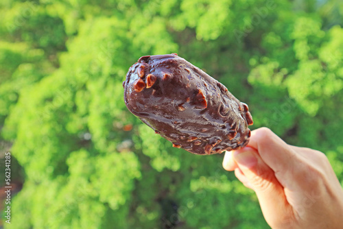 Closeup of Melting Chocolate Dipped Ice Cream Bar in Hand against Green Foliage