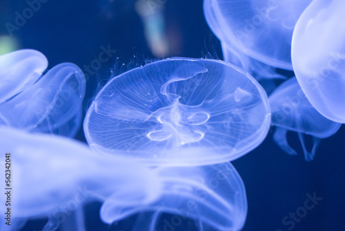 jellyfish in blue water