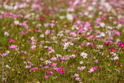 field of pink flowers