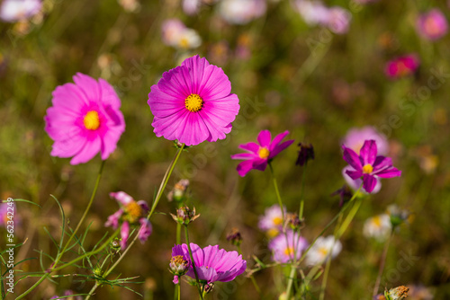 flowers in the field. Pink cosmos in the field. © STEPPER STUDIO