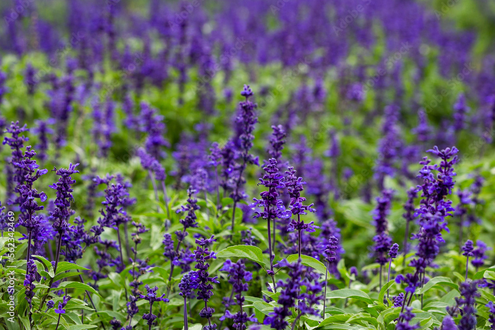 Naklejka premium lavender field in region