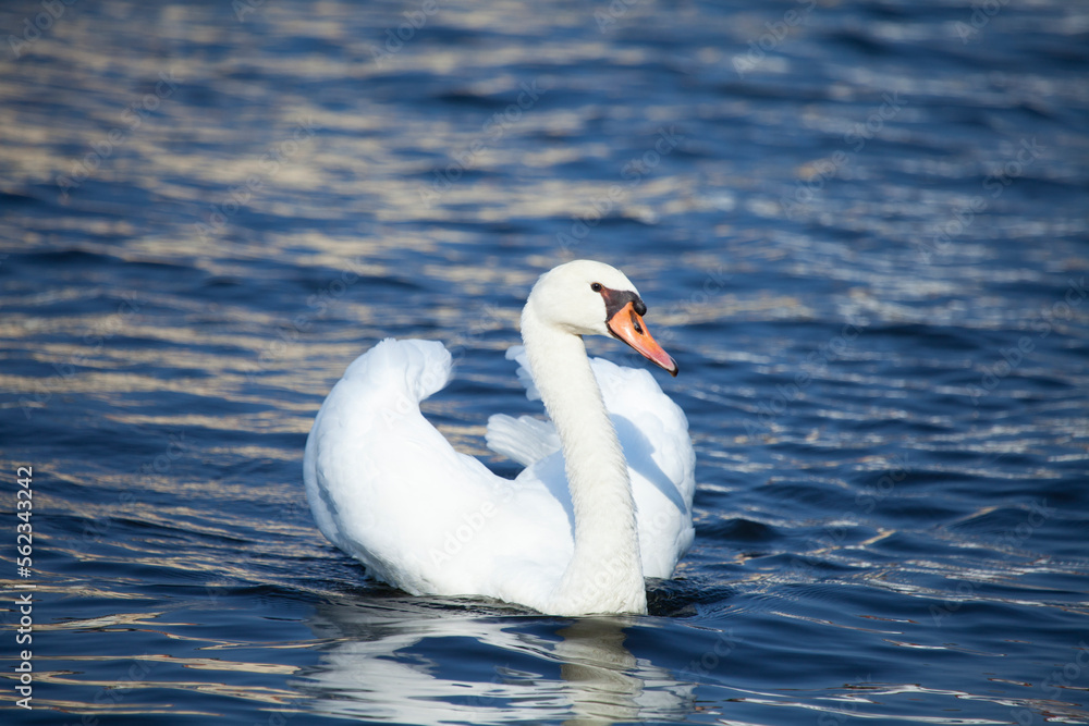 Naklejka premium Höckerschwan