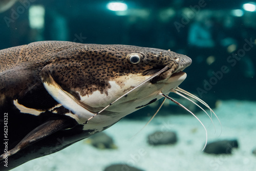 close up of a fish