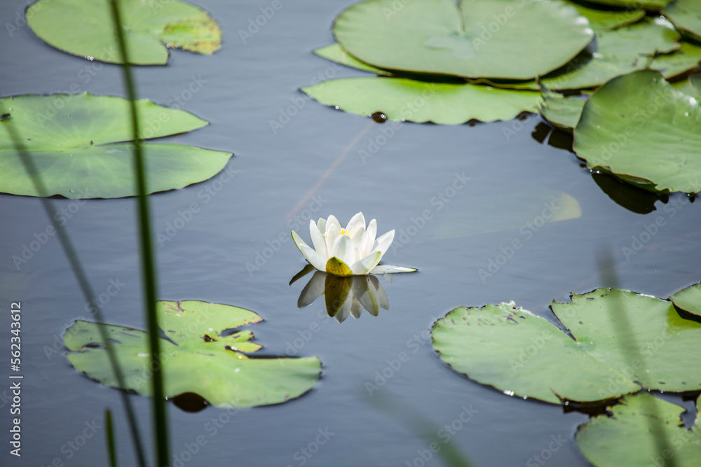 Seerose im Teich alleine